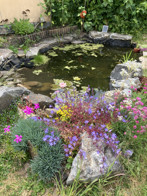 Come and help us in our lovely garden at our Mind Carmarthen centre on Priory Street