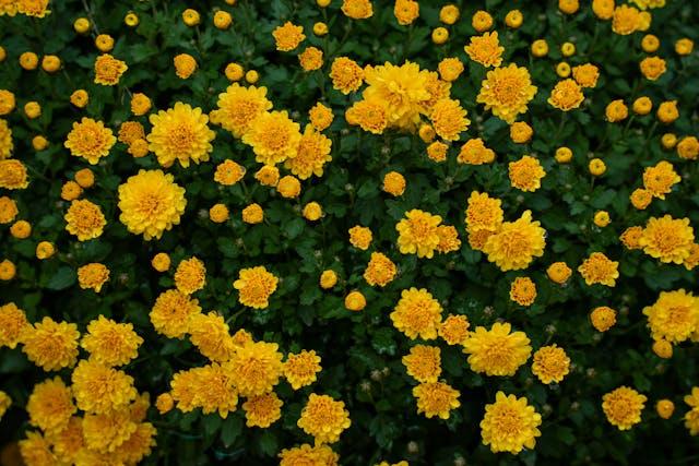 Bereavement Support Group in Leekes, Crosshands. Grŵp Cymorth Profedigaeth.